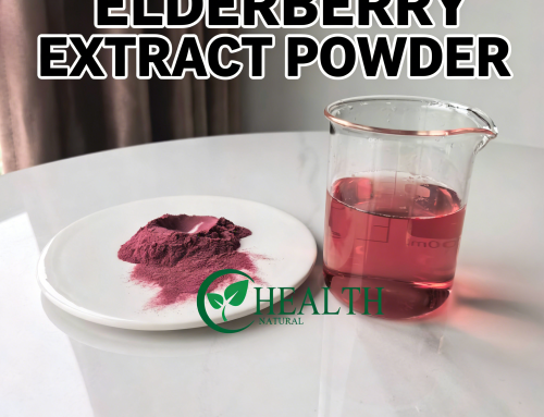 Elderberry Extract Powder: Benefits, Uses, Quality Source from Yhealthbio