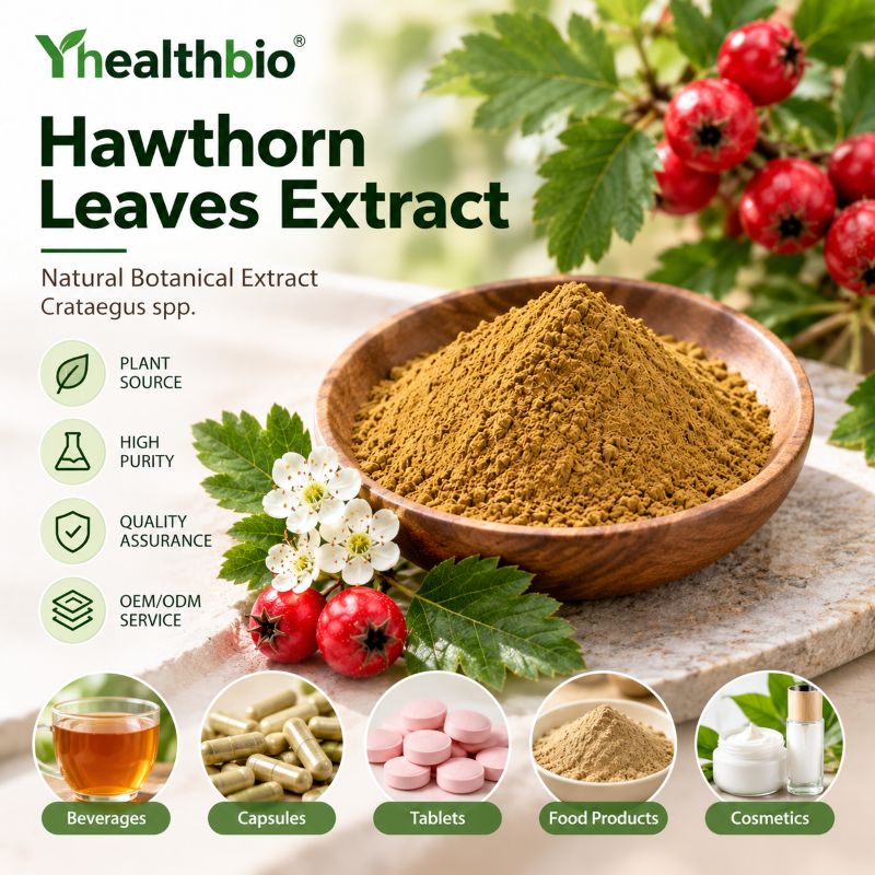 Hawthorn Extract2