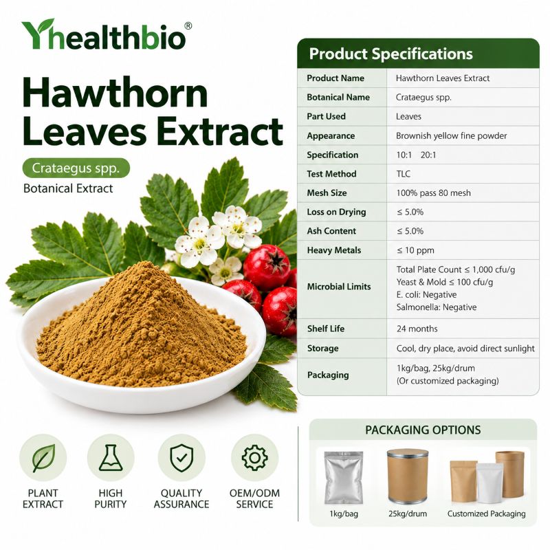 Hawthorn Leaf Extract1